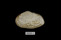 藏品(中華曇蛤)的圖片